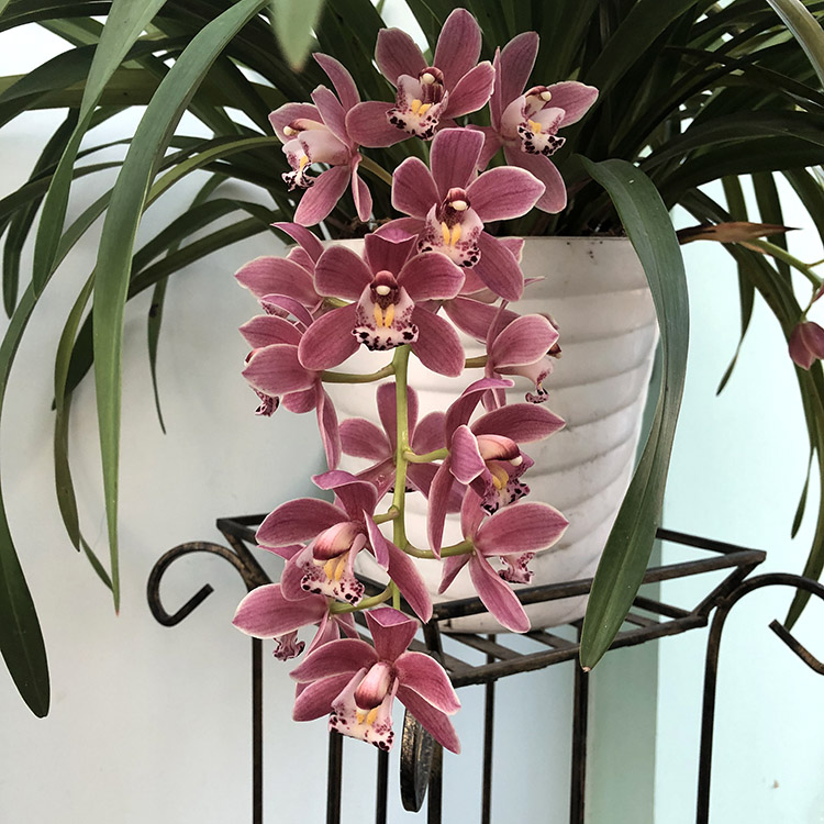 cymbidium sakura.jpg