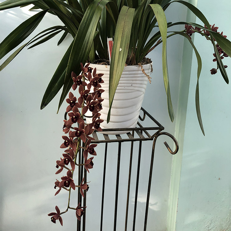 Cymbidium Dorothy Stockstill «Forgotten Fruit» 03.21.jpg