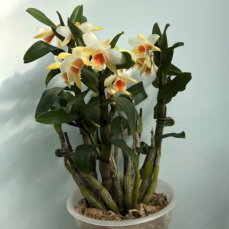 dendrobium cariniferum (2).jpg