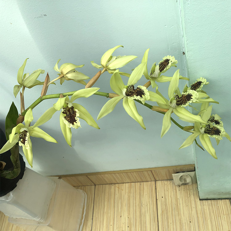 Целогина (Coelogyne pandurata) (2).jpg