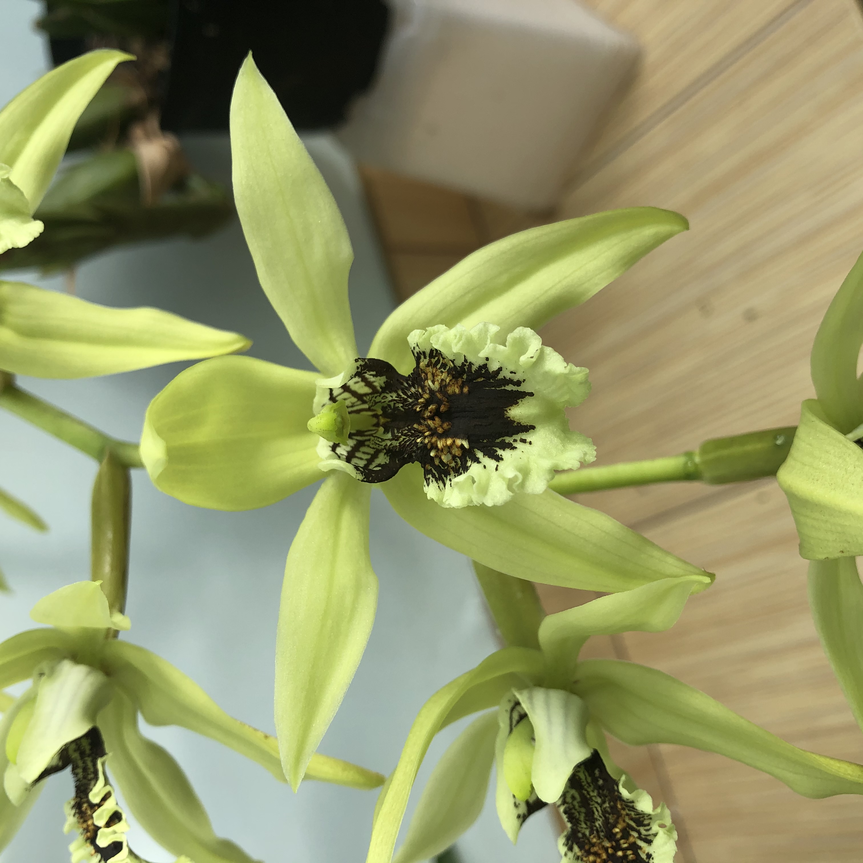 Целогина (Coelogyne pandurata) (4).JPG