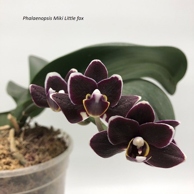 Phalaenopsis Miki Little fox.jpg