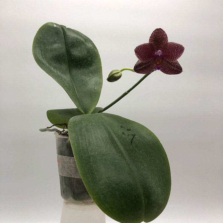 P.LD.San Dragon Snake.jpg