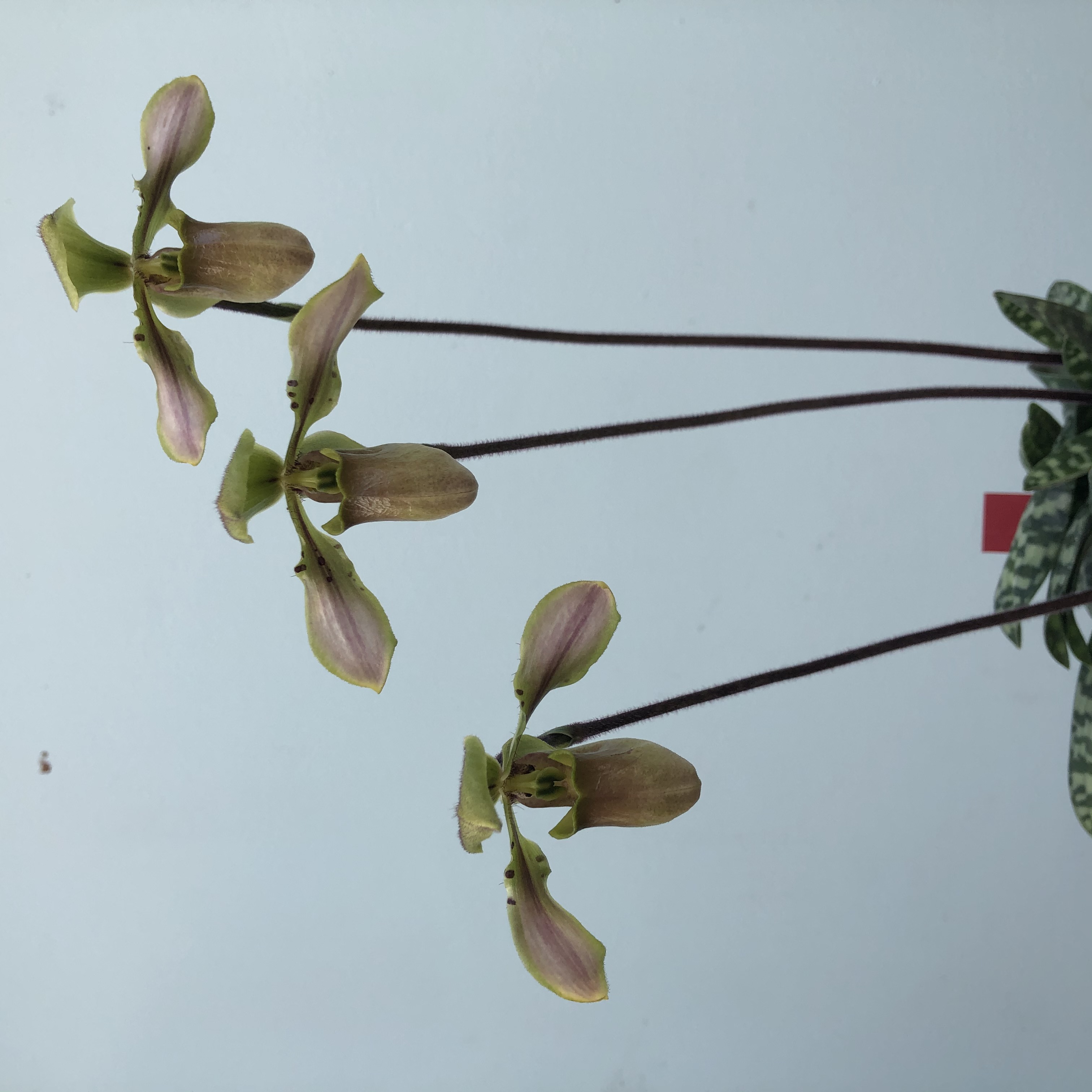 Paph. bullenianum (3).JPG