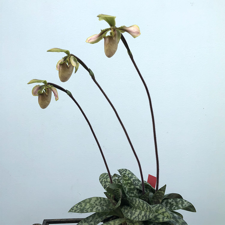 Paph. bullenianum (2).jpg