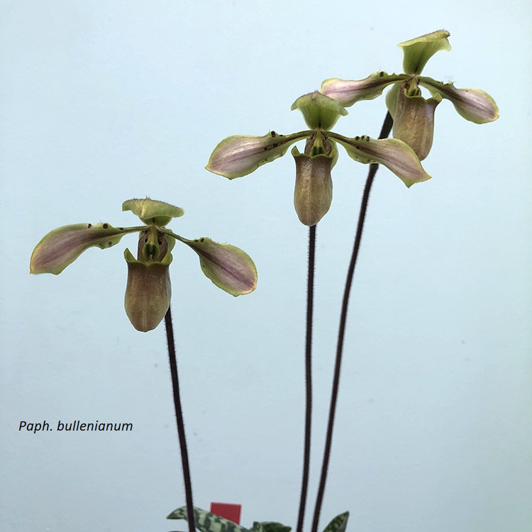 Paph. bullenianum.jpg