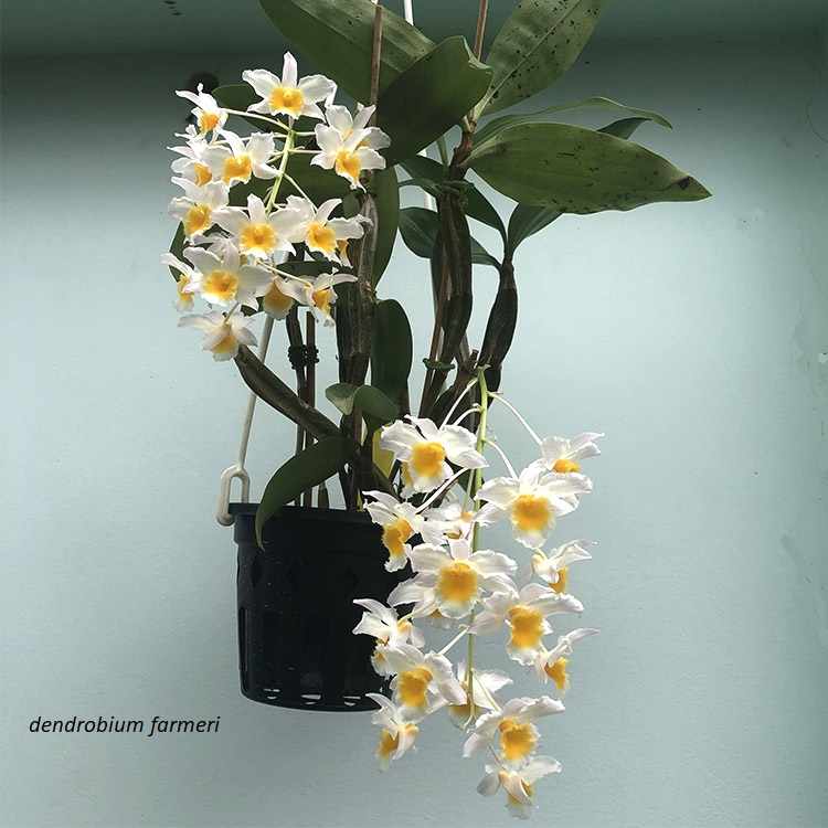 dendrobium farmeri.jpg