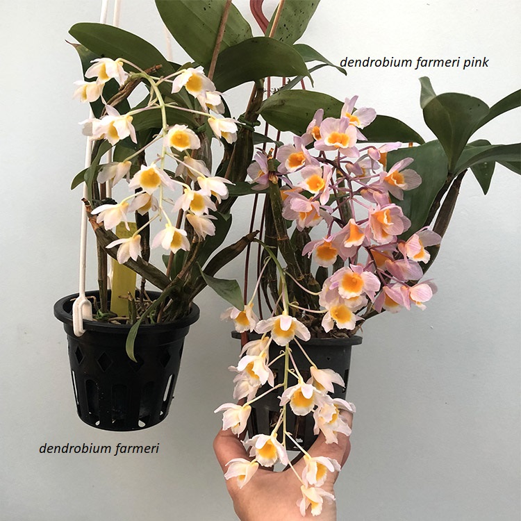 dendrobium farmeri (3).jpg