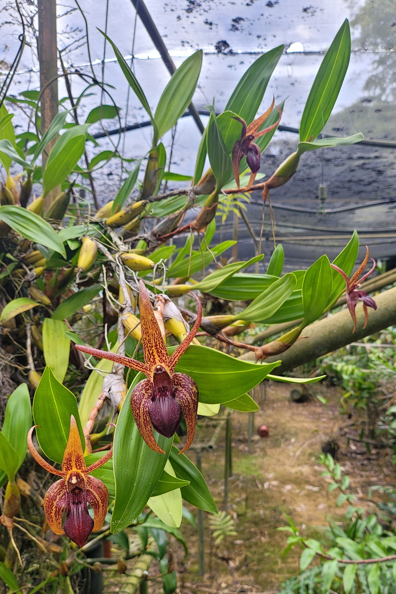 Dendrobium amplum.jpg