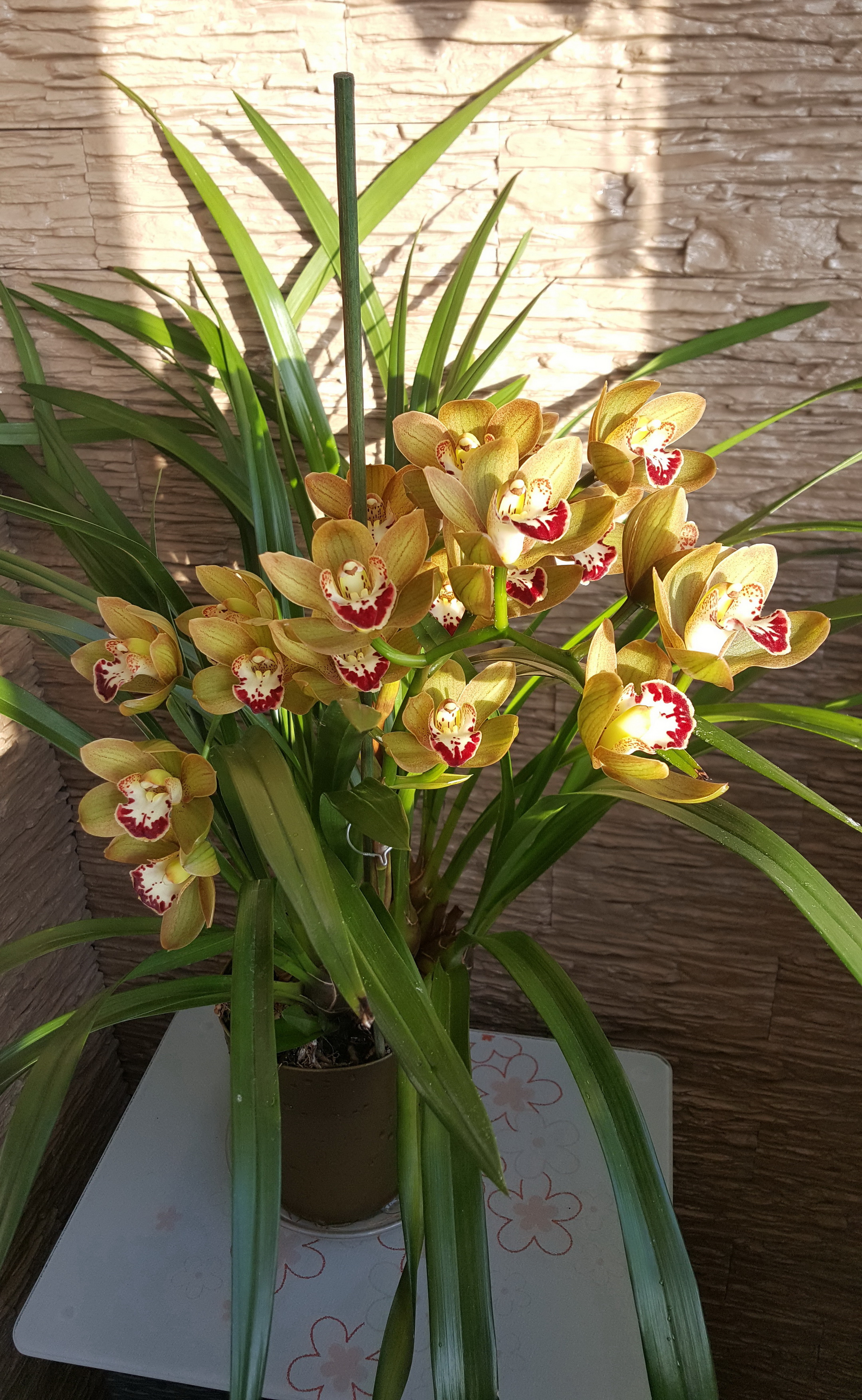 20170204_102030.jpg