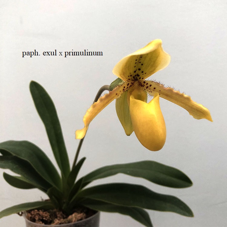 paphiopedilum exul X primulinum.JPG