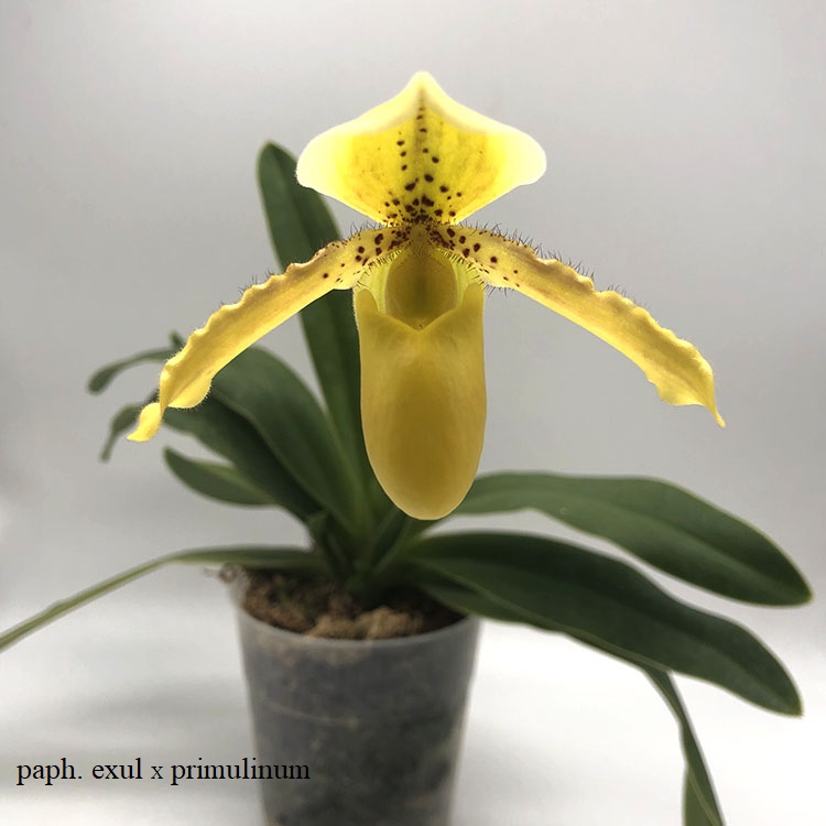 paphiopedilum exul X primulinum (2).JPG