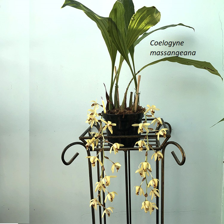Coelogyne massangeana-2.jpg