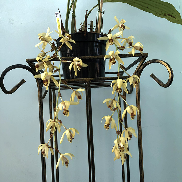 Coelogyne massangeana (3).jpg