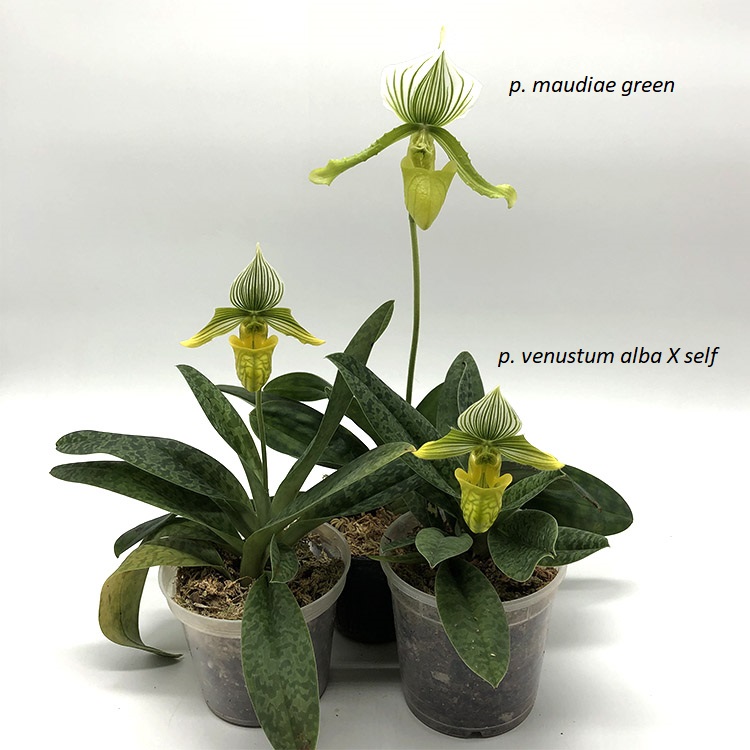 paphiopedilum maudiae green venustum alba X self.JPG