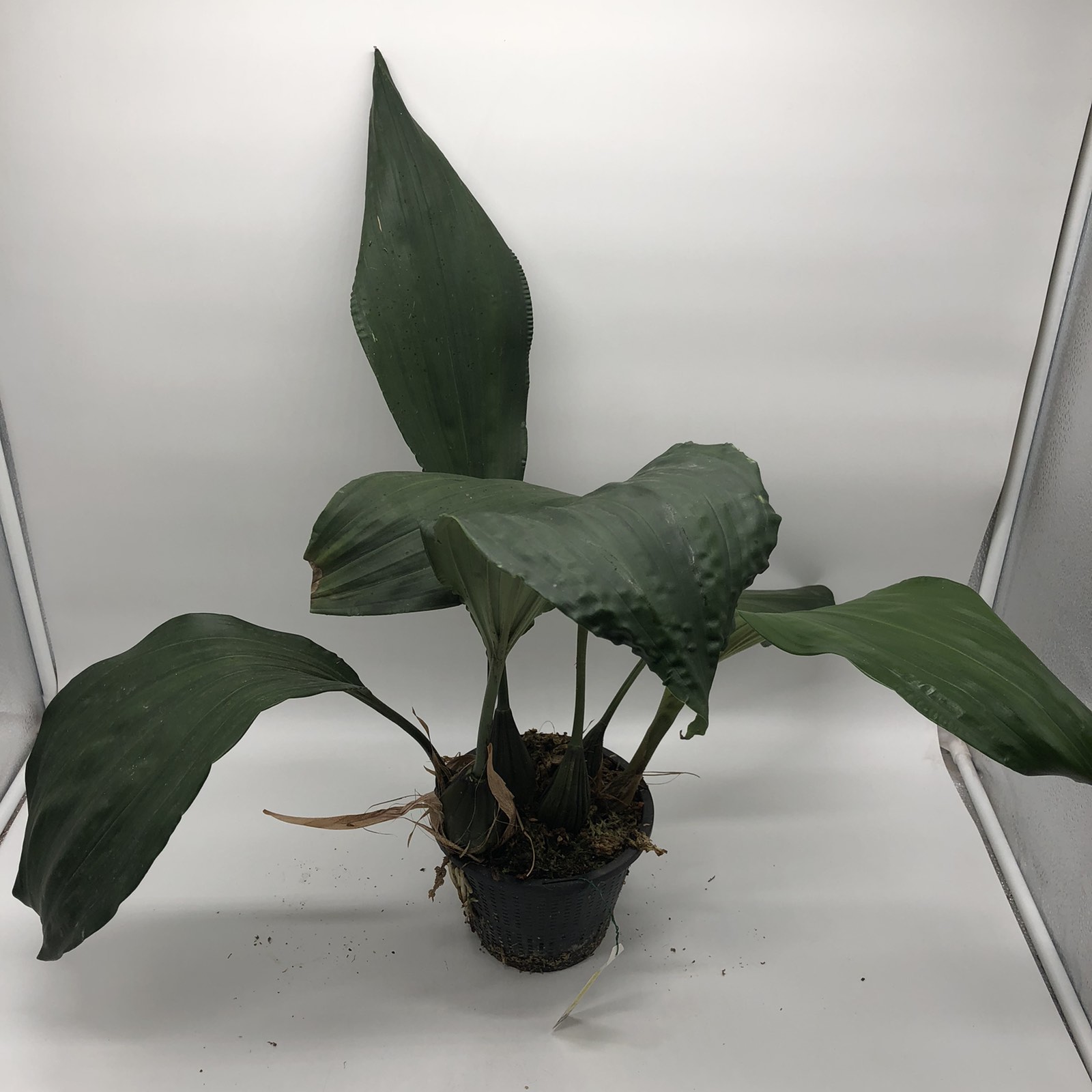 47.stanhopea graveolens 1.jpg