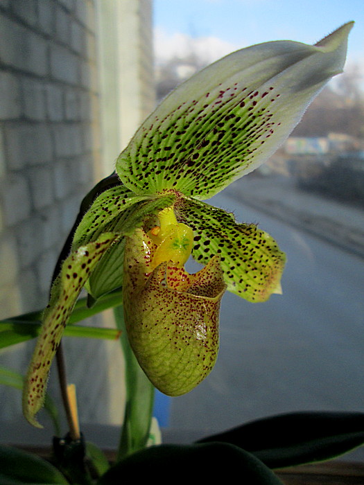 IMG_5495.JPG