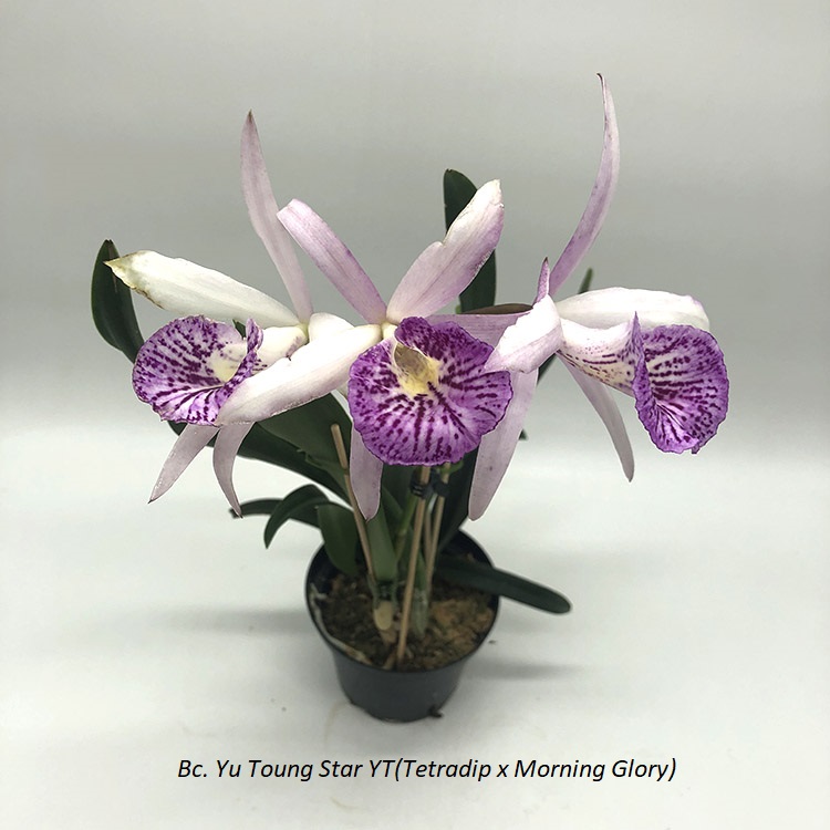 Bc. Yu Toung Star YT(Tetradip x Morning Glory) (2).JPG