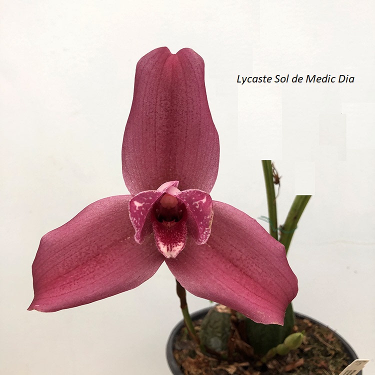 Lycaste Sol de Medic Dia.JPG