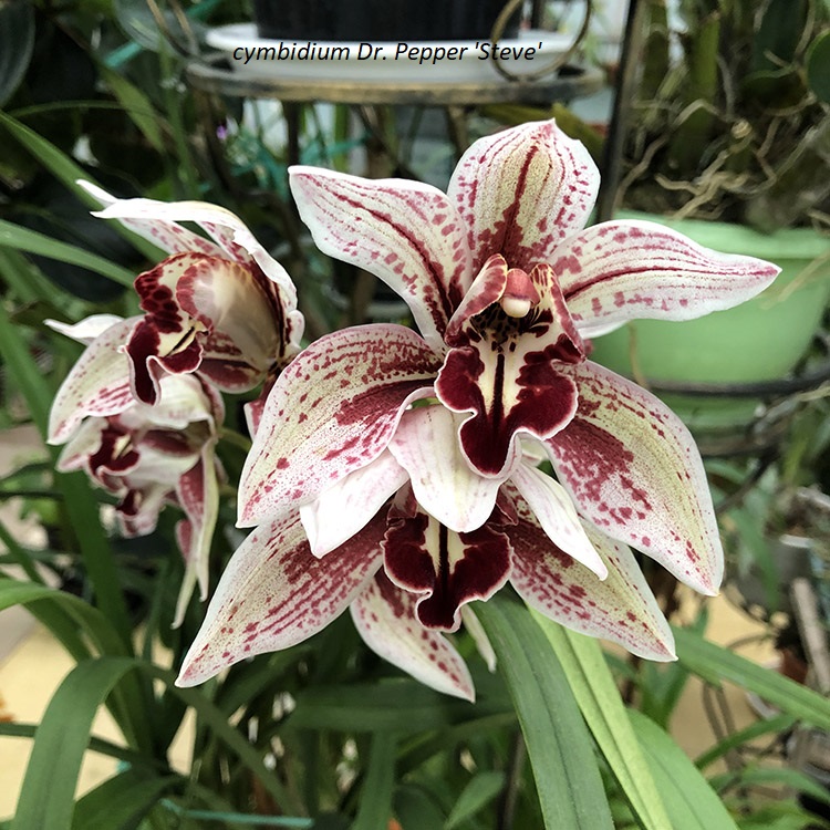 cymbidium Dr. Pepper 'Steve' (2).JPG