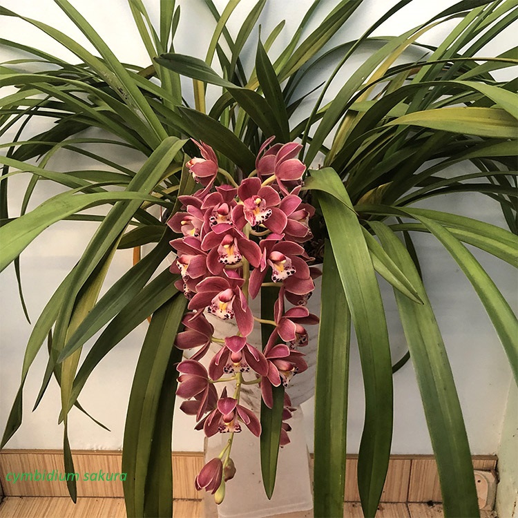 cymbidium sakura.JPG