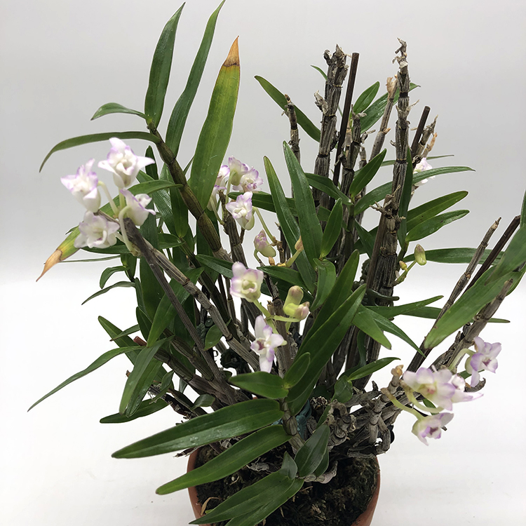 Den. moniliforme Taihoukei (2).JPG