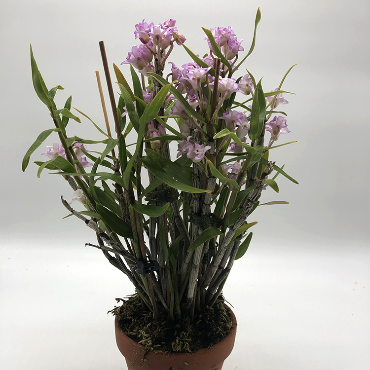 Den. moniliforme Taihoukei.jpg