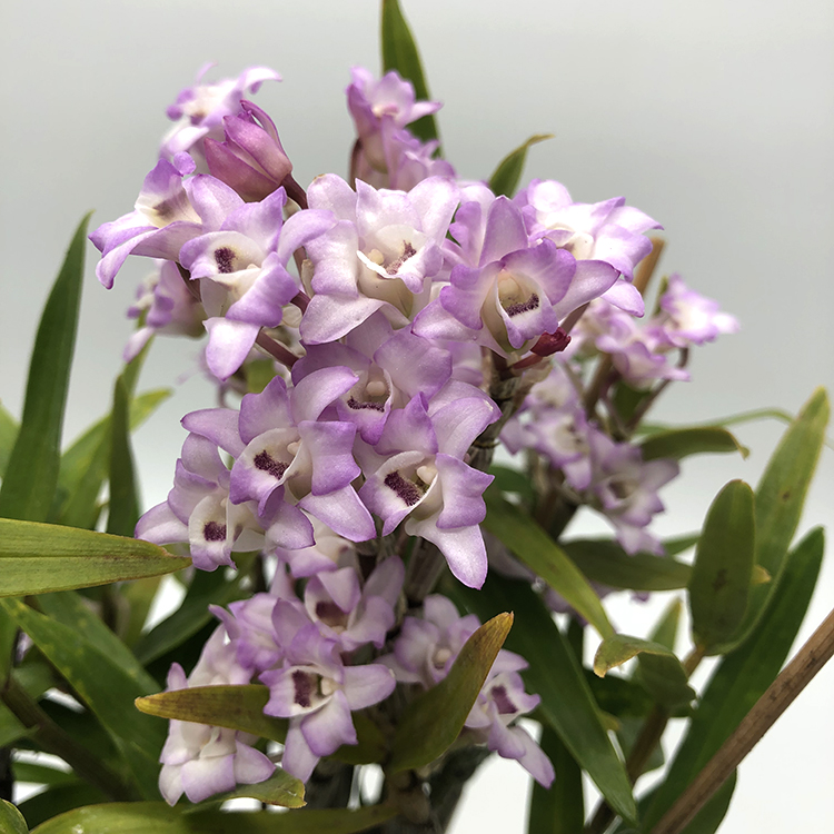 Den. moniliforme Taihoukei (2).JPG