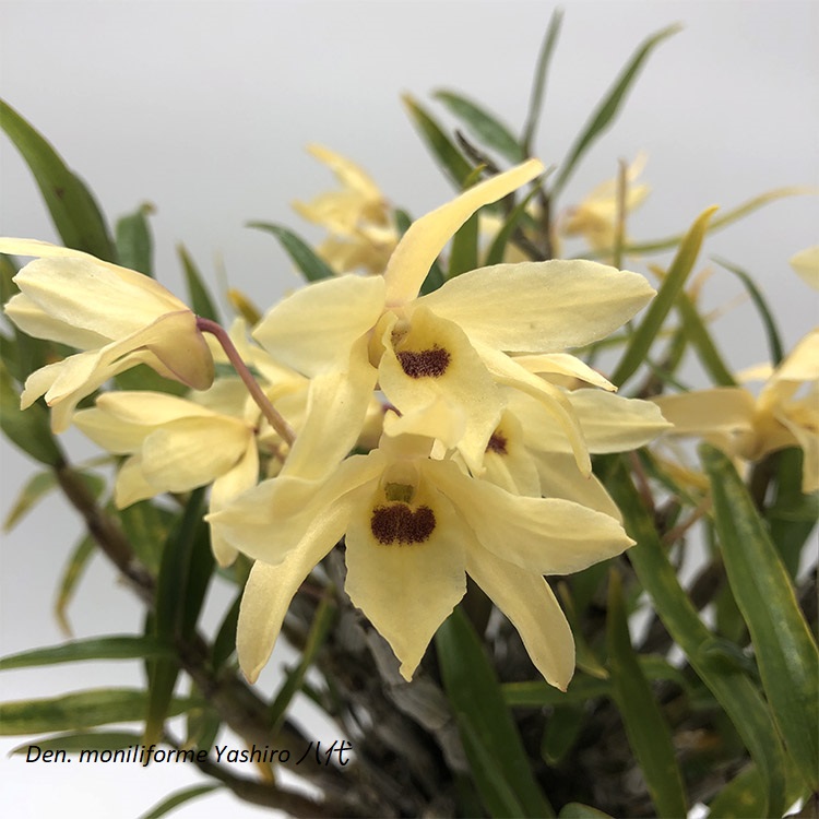 Den. moniliforme Yashiro 八代.jpg