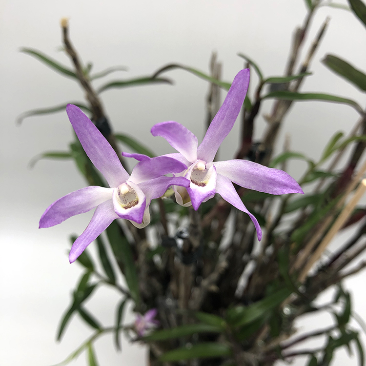 Den. moniliforme benishitan.JPG