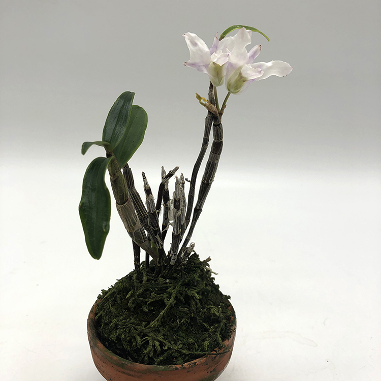 dendrobium moniliforme dosei.JPG