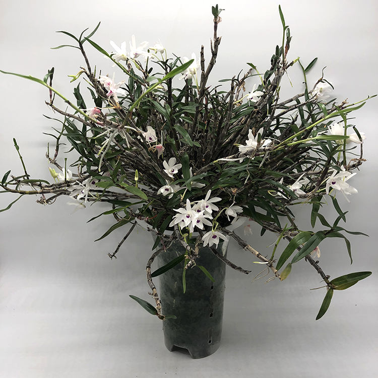Den. moniliforme Tenshikou 天紫晃.JPG
