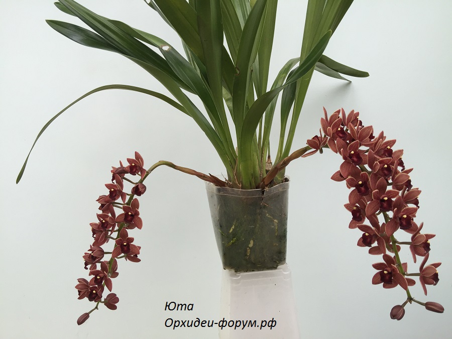 Cymbidium Dorothy Stockstill Forgotten Fruit.JPG