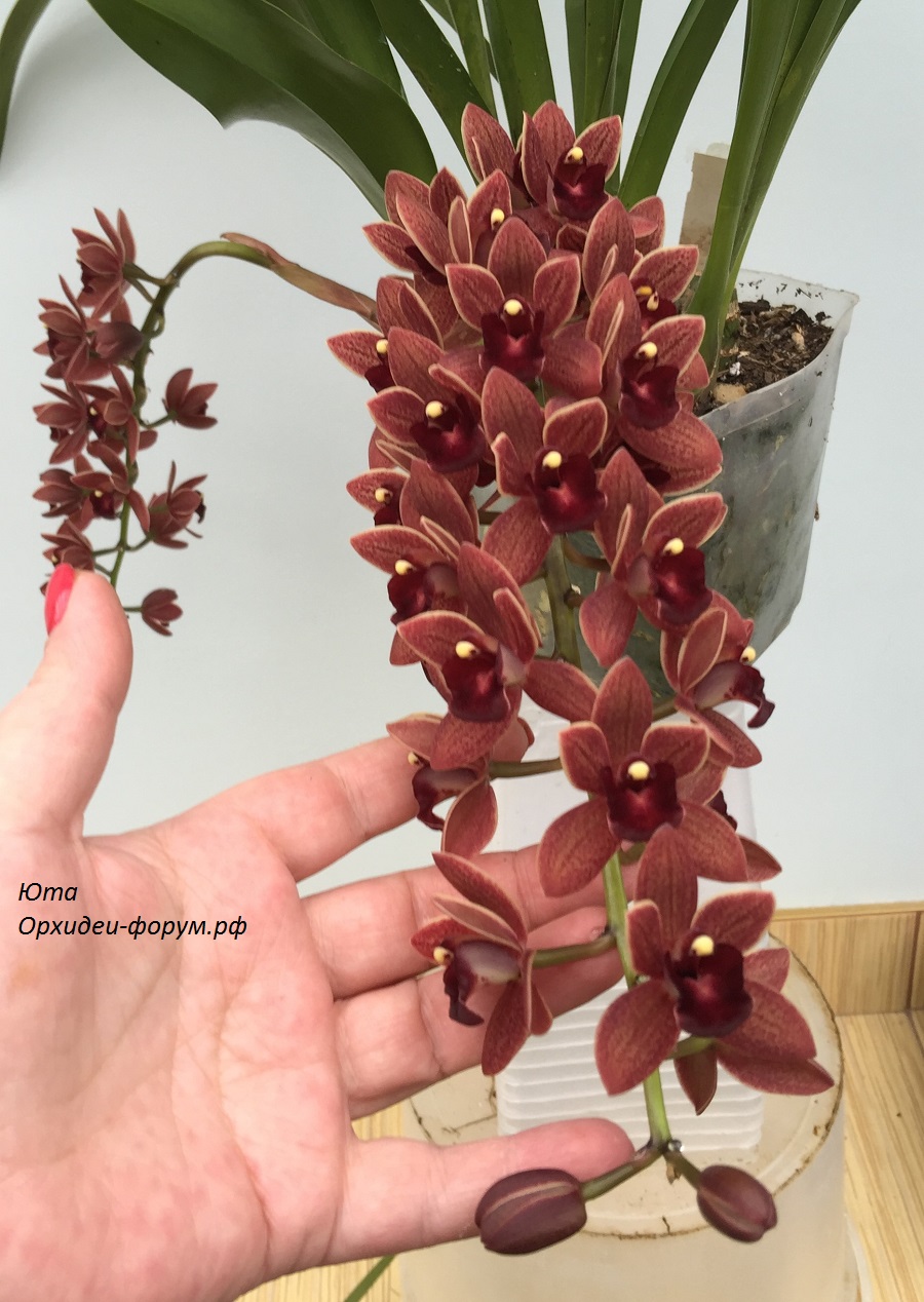Cymbidium Dorothy Stockstill Forgotten Fruit (3).JPG