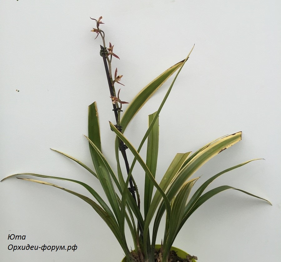Cym. sinense Ri Xiang(Ten Shin Gardens).JPG