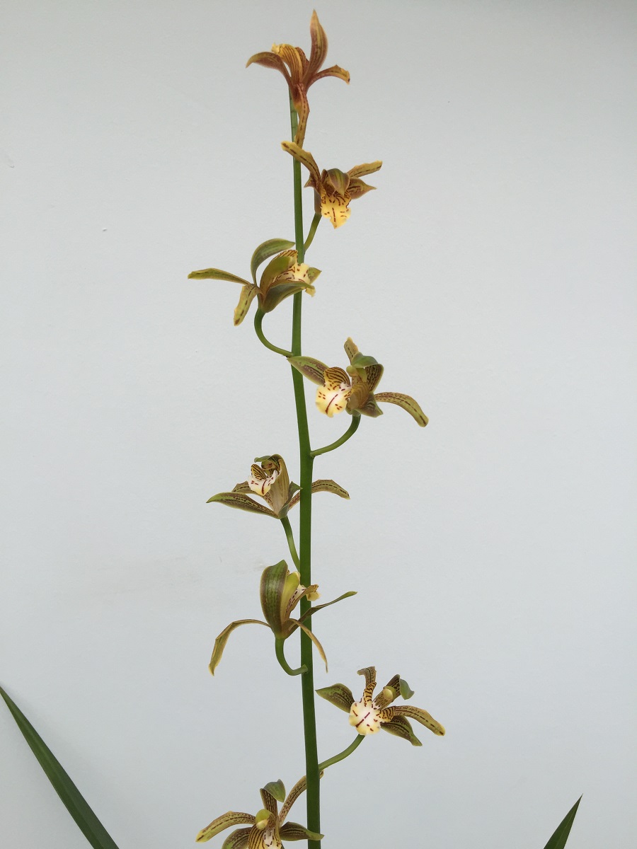 Cym. erythreaum 'Riktu' (2).JPG