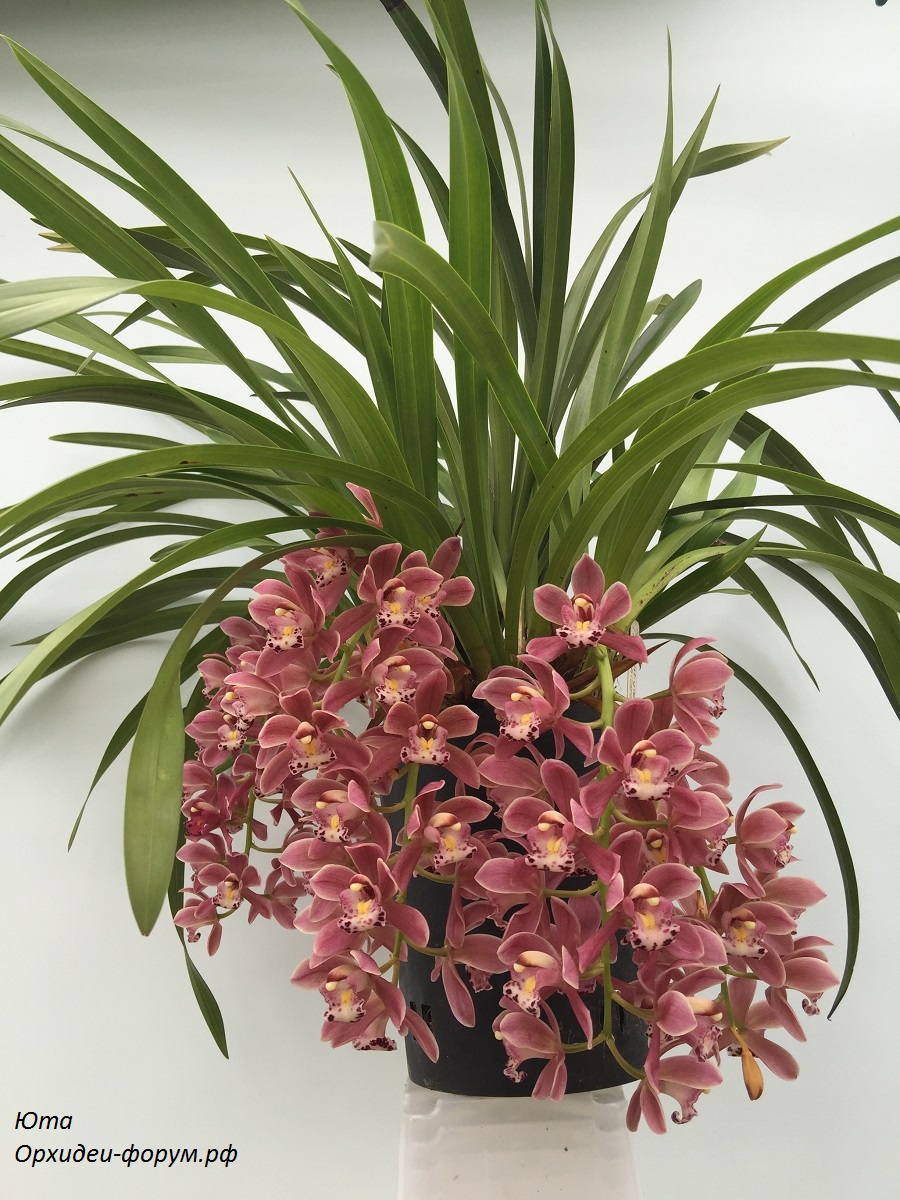 Cymbidium Sakura.JPG