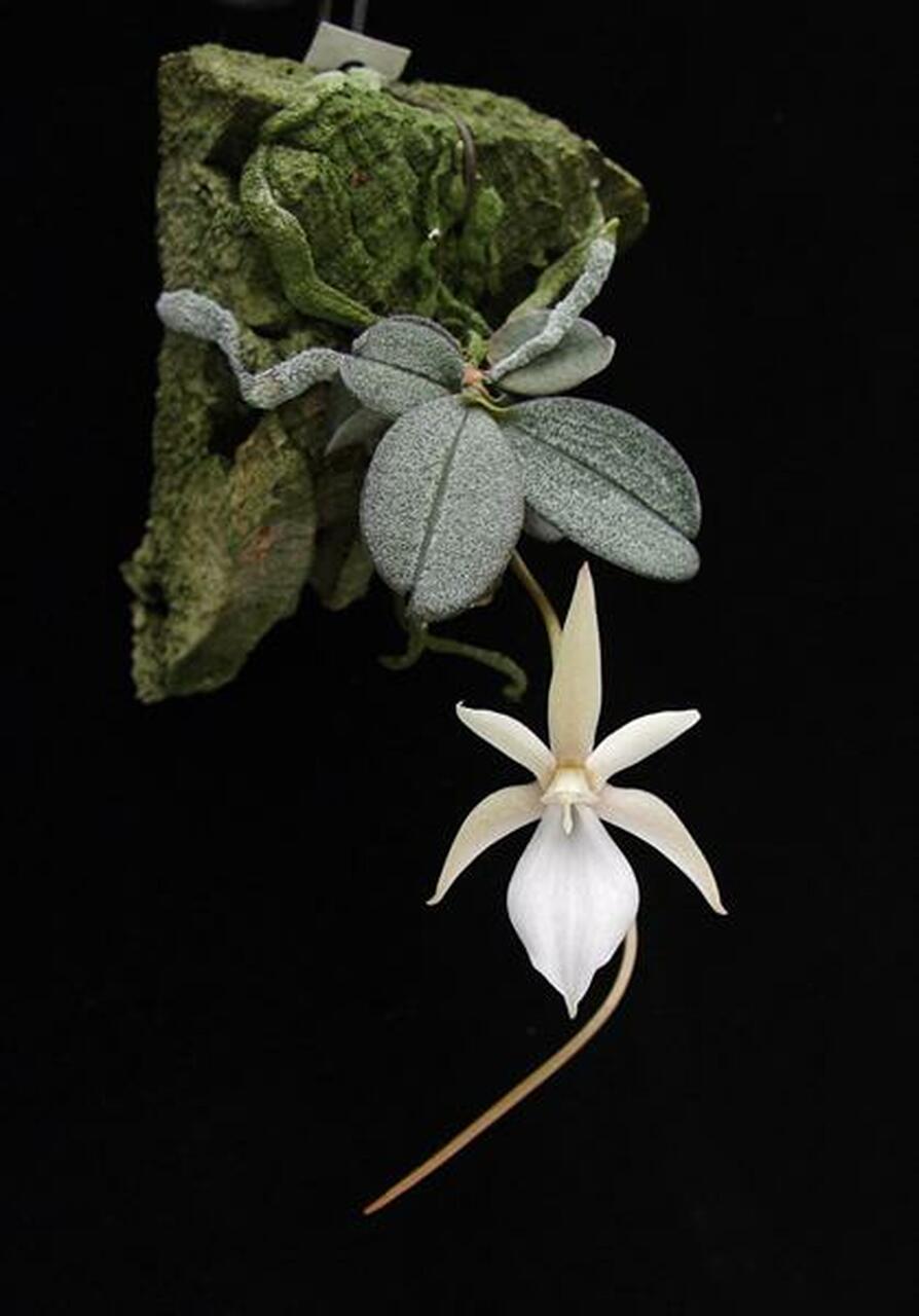 Aerangis punctata 2.jpg