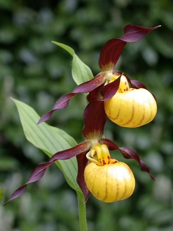 Cypripedium Emil.jpg