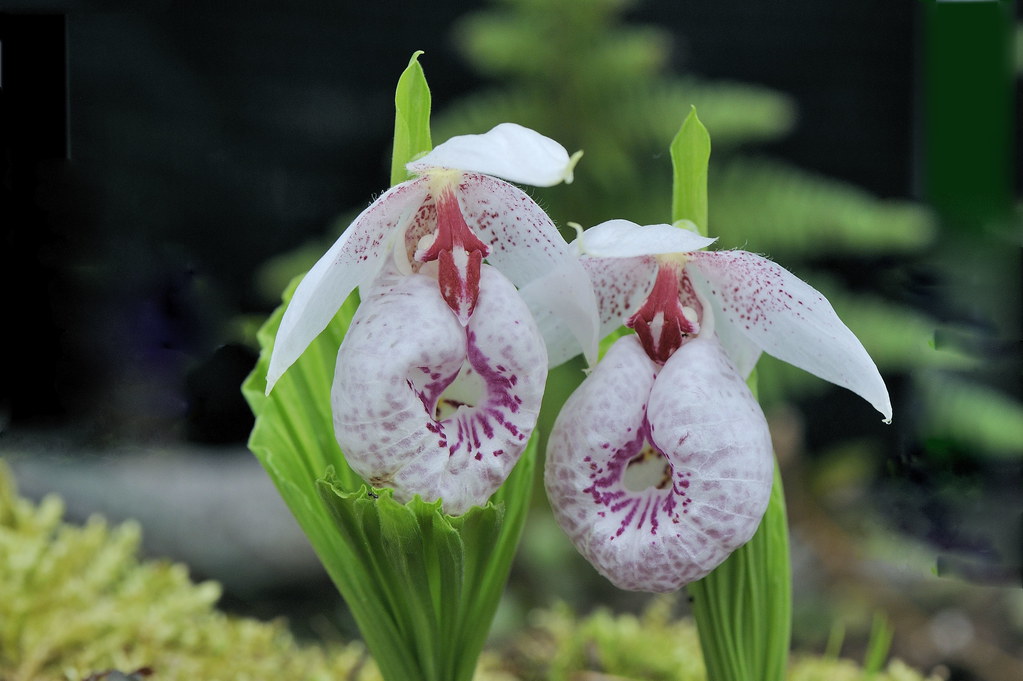 Cypripedium formosanum.jpg