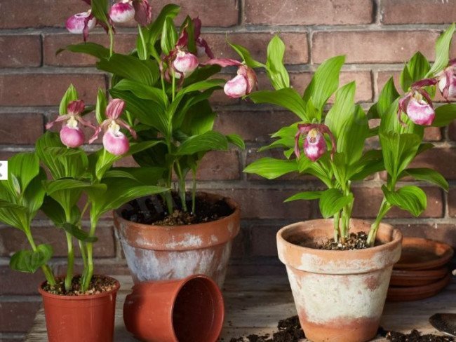 Cypripedium Macra Pink ''Big Plant''.jpg