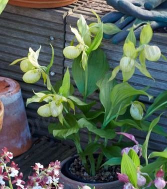 Cypripedium White Dove ''Big Plant''.jpg
