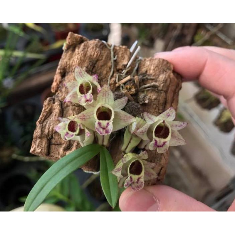 Dendrobium hekouense.jpg