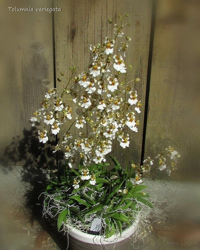 Tolumnia variegata.jpg