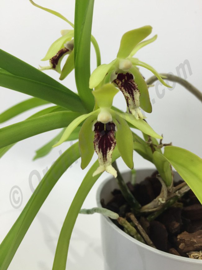 Vanda cristata.jpg