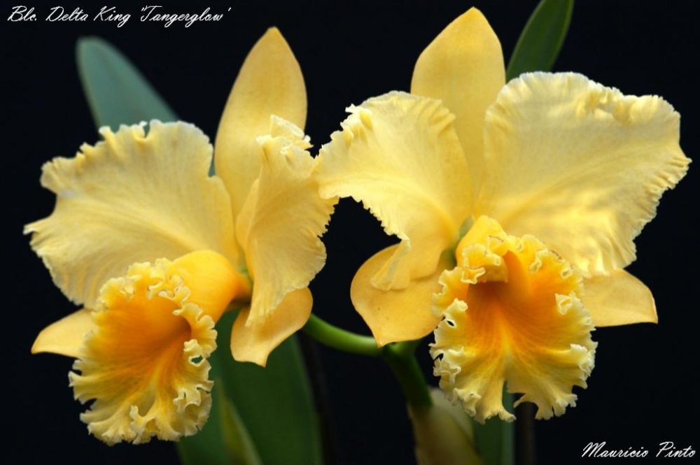 Blc. Delta King 'Tangerglow'.jpg