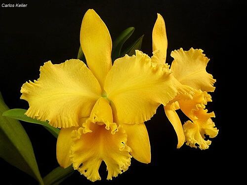 Blc. Delta King 'Tangerglow' 1.jpg