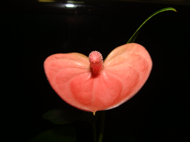 DSC09585.JPG