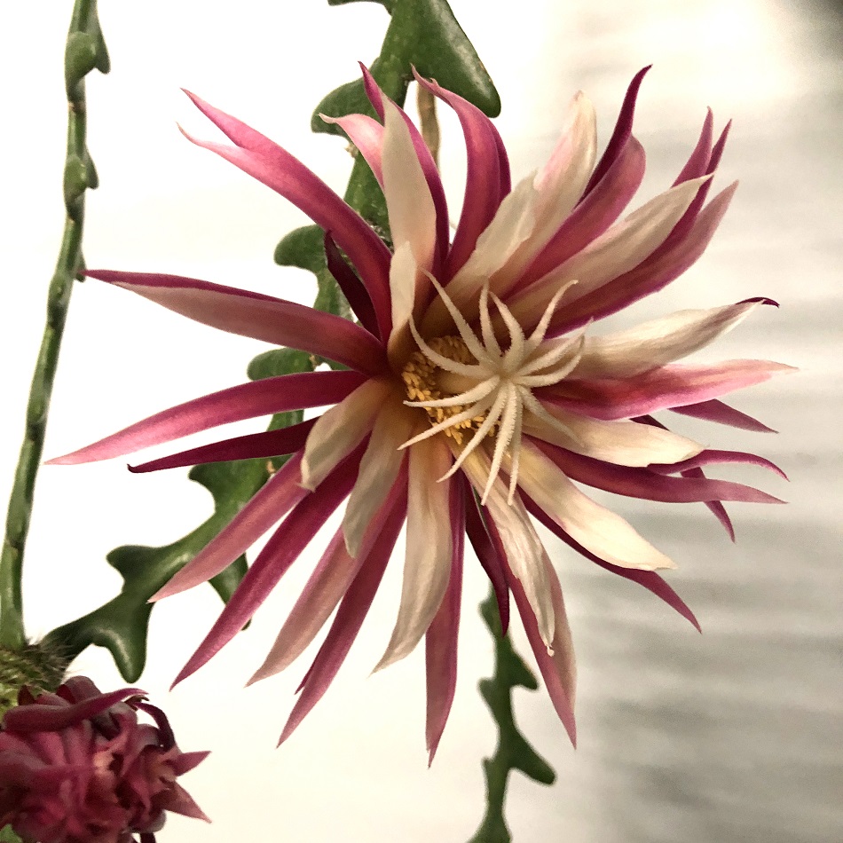 17 Эпифиллум Ангулигер (Epiphyllum Anguliger).JPG