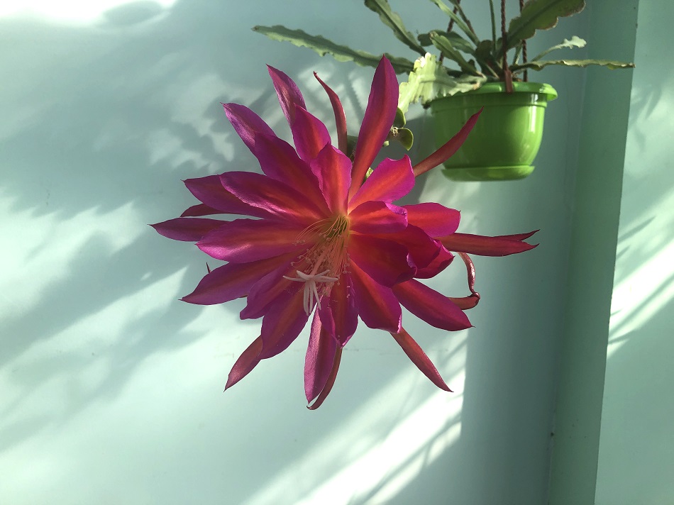21 epiphyllum Raspberry Ribbon.JPG